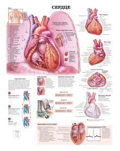 Плакат А3. Серце 2525715690 фото
